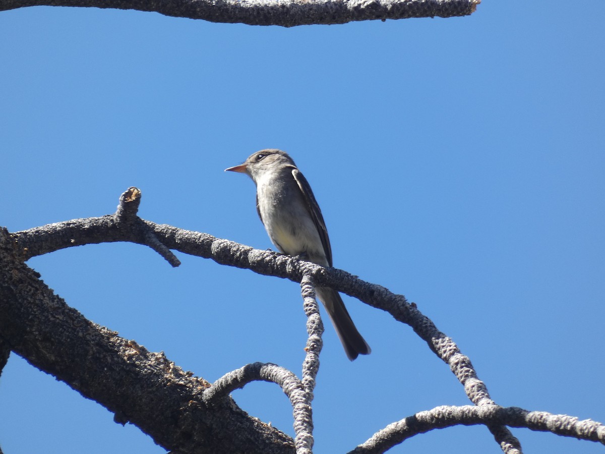 Western Wood-Pewee - ML245423811