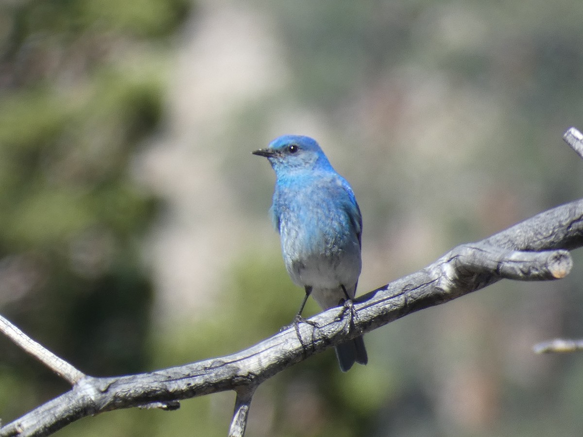 Mountain Bluebird - ML245424011