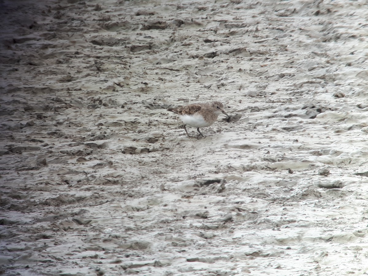 Temminck's Stint - ML245424141