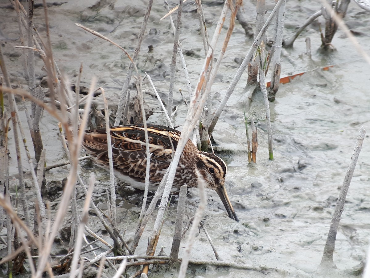 Jack Snipe - ML245424441