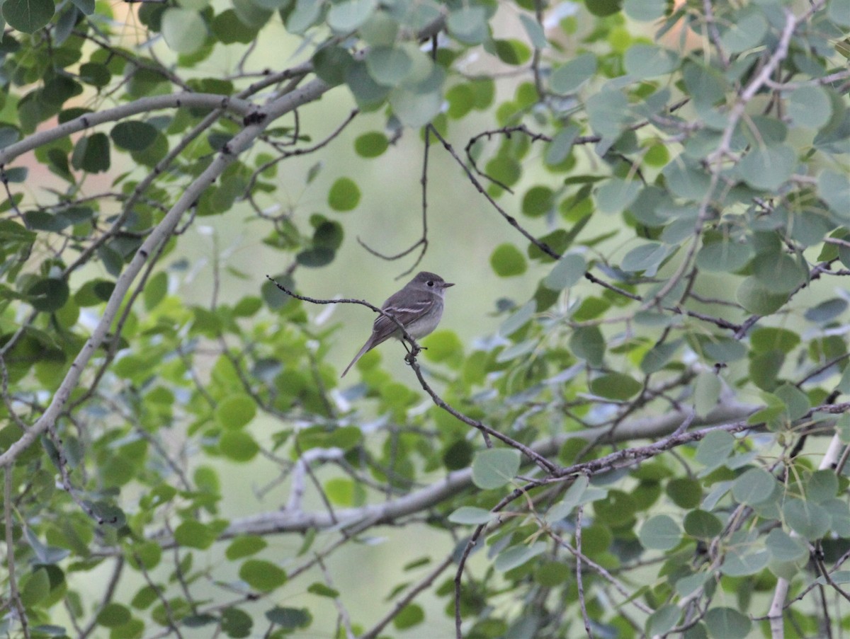 Dusky Flycatcher - Lucas Corneliussen