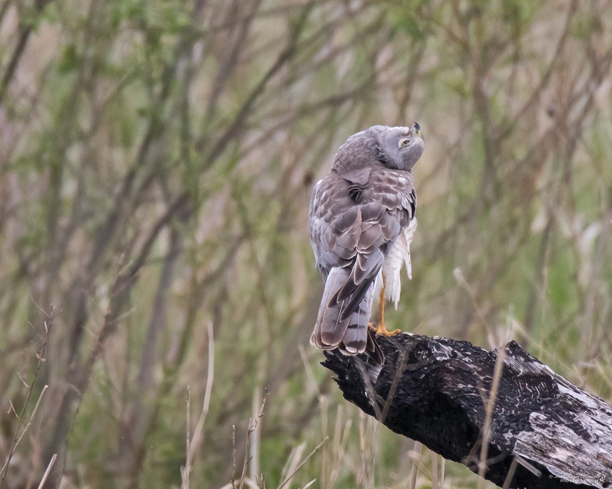 Northern Harrier - Lorri Howski 🦋