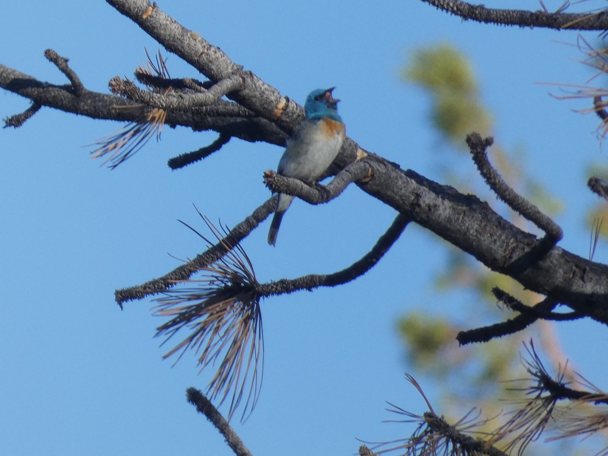 Lazuli Bunting - ML245425061