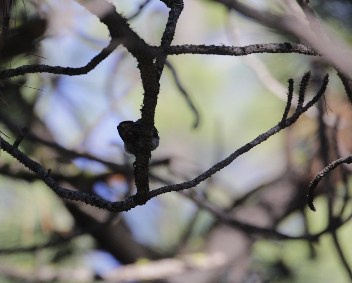 White-breasted Nuthatch (Interior West) - ML245425071