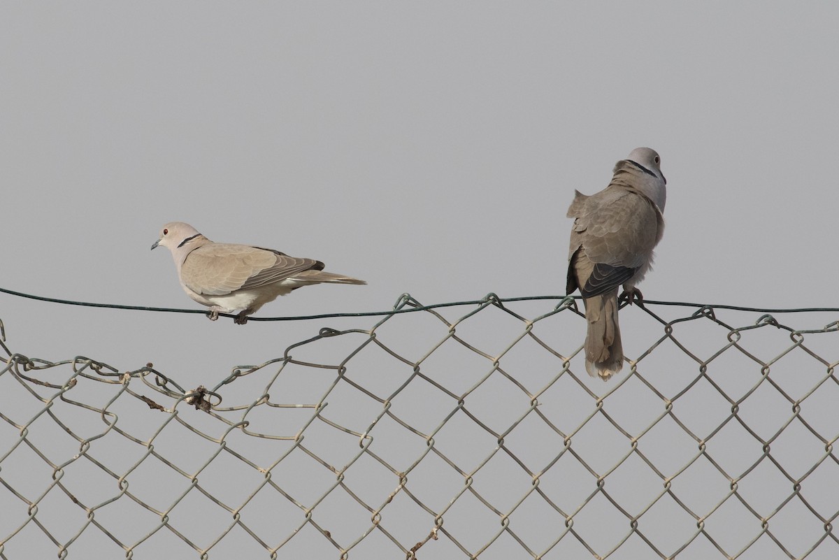 African Collared-Dove - ML24542581