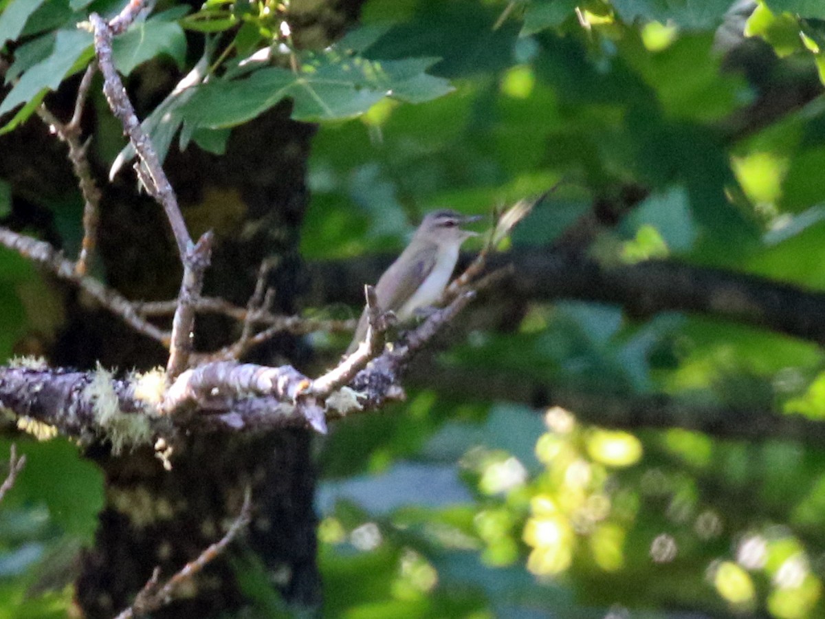 Red-eyed Vireo - ML245425961