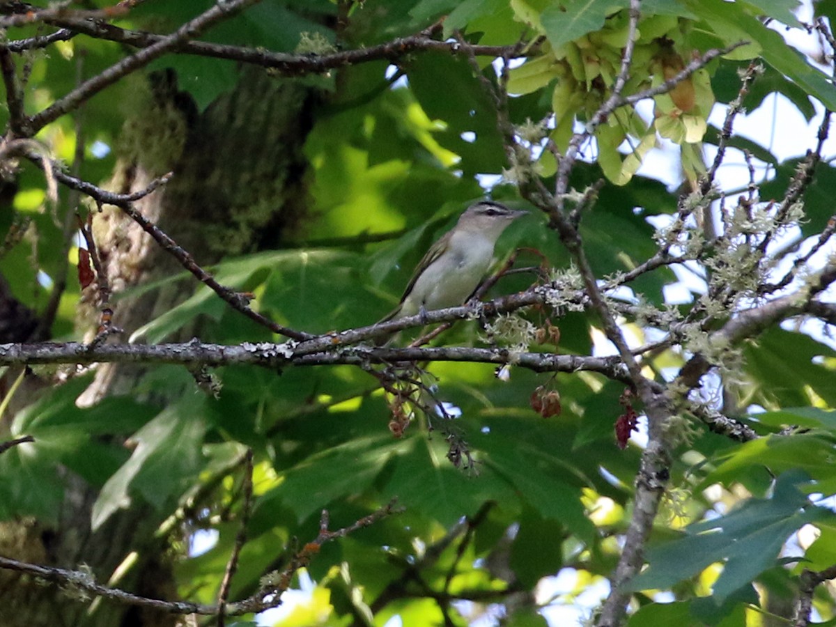 Red-eyed Vireo - ML245425971