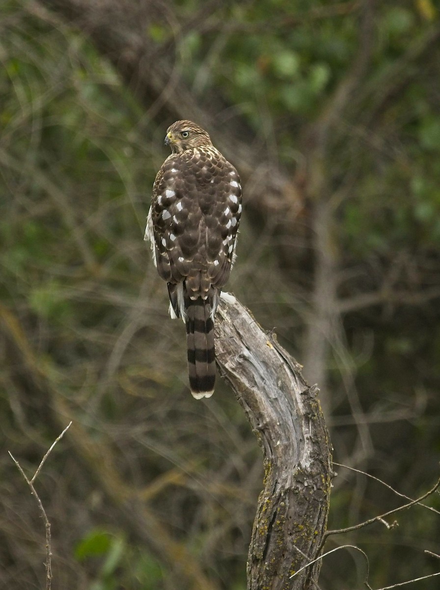 Cooper's Hawk - ML245426741