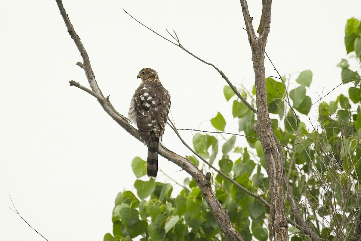 Cooper's Hawk - ML245426751