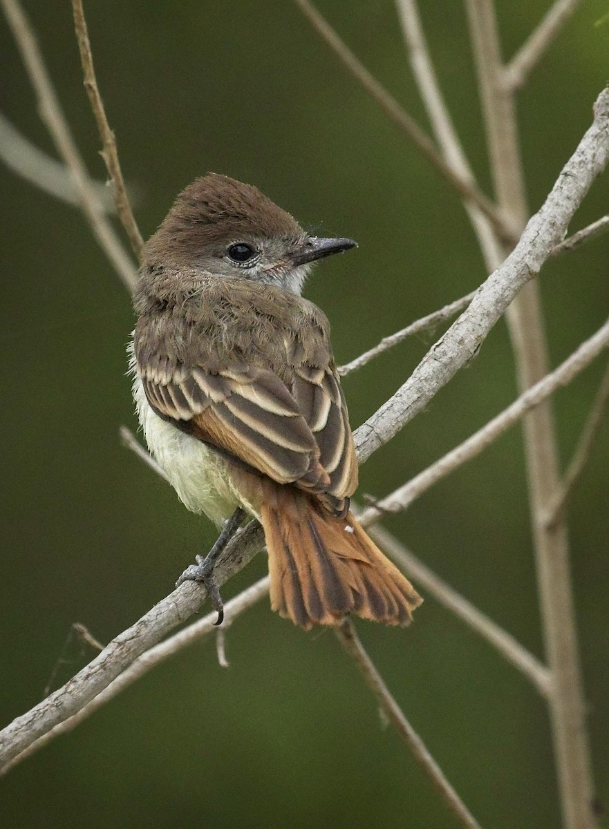 Ash-throated Flycatcher - ML245426921