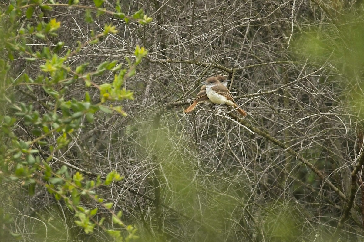 Ash-throated Flycatcher - ML245426941