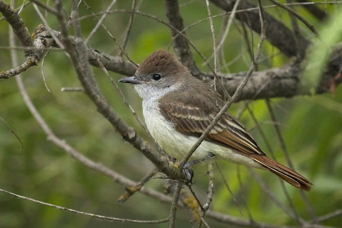 Ash-throated Flycatcher - ML245426971