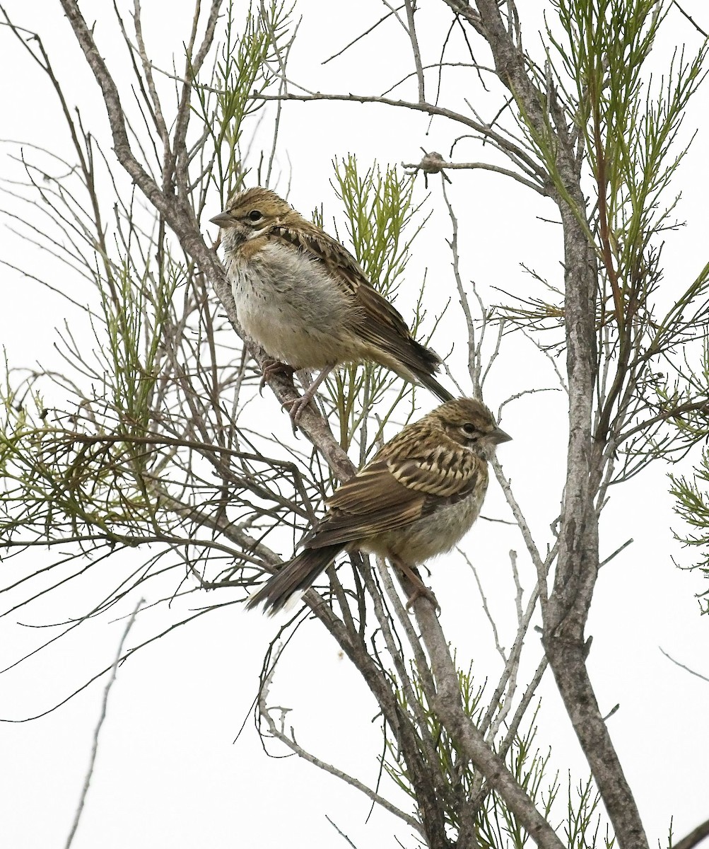 Lark Sparrow - Christopher Adler