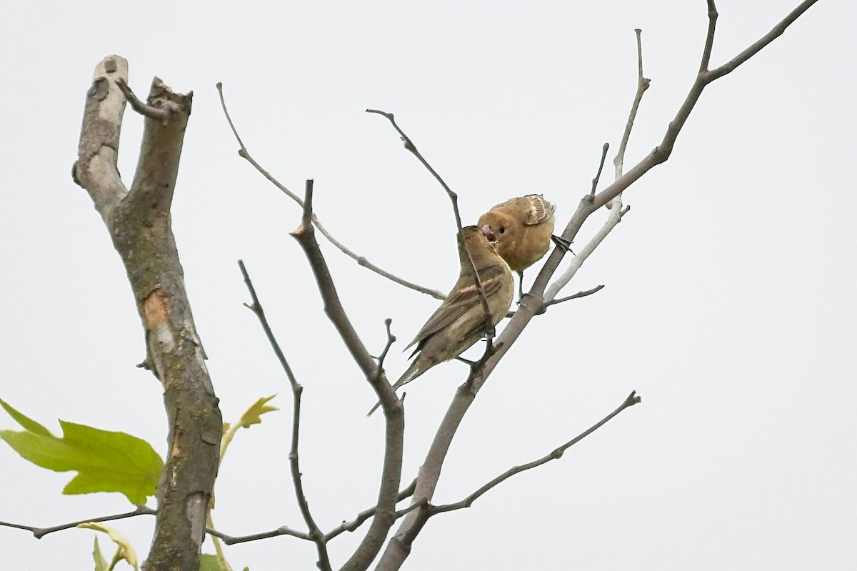 Blue Grosbeak - ML245427211