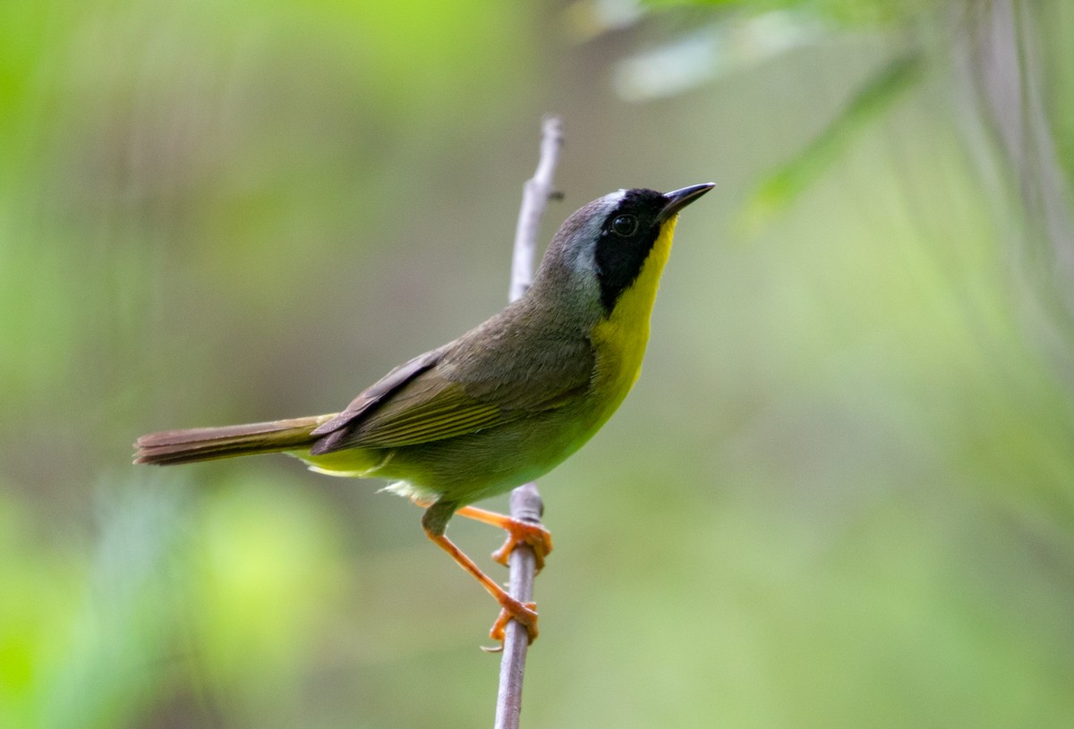 Common Yellowthroat - Suzanne Labbé