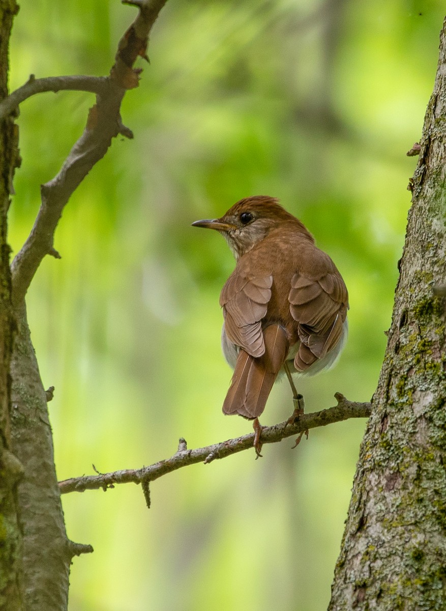 Veery - ML245427341