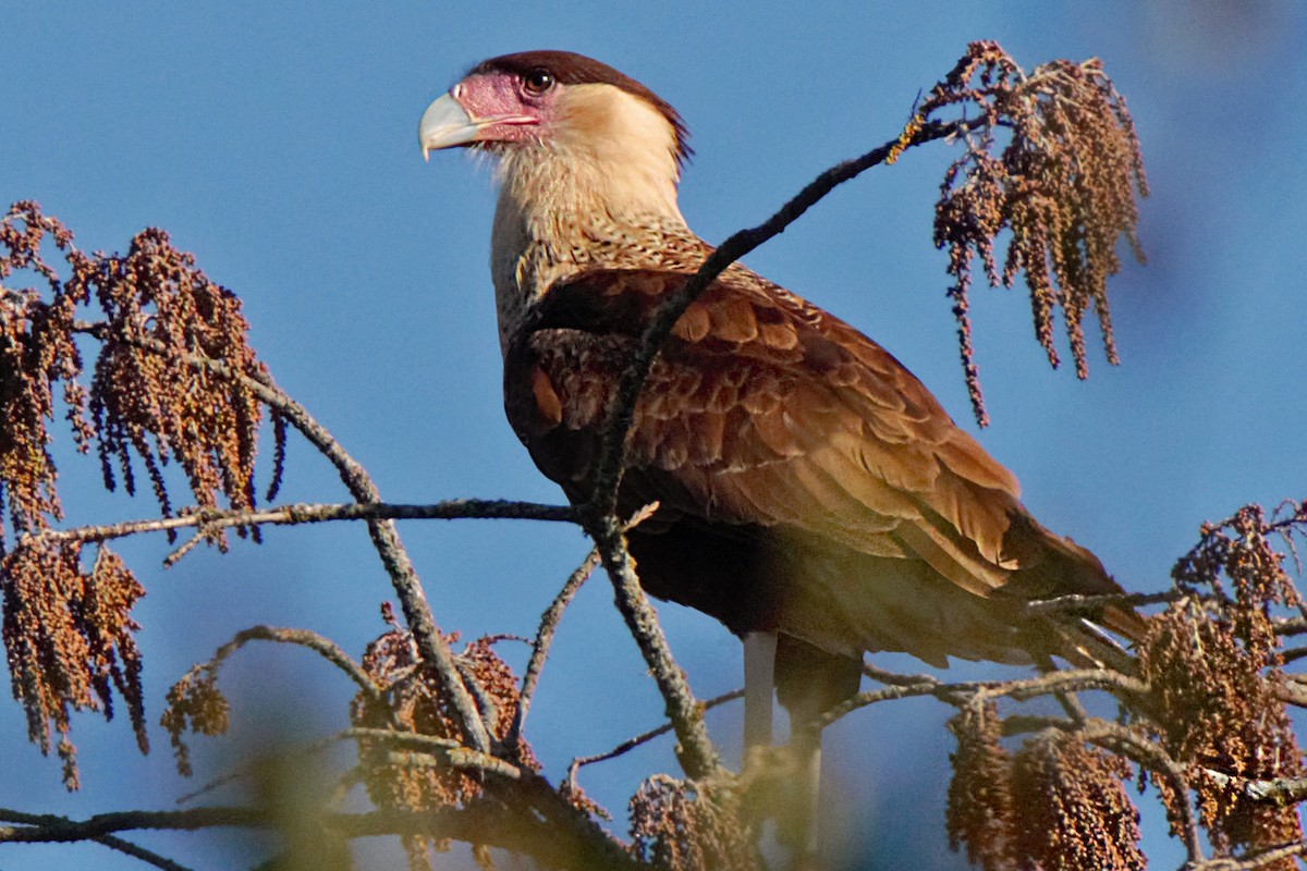 Crested Caracara (Northern) - Dale Bargmann