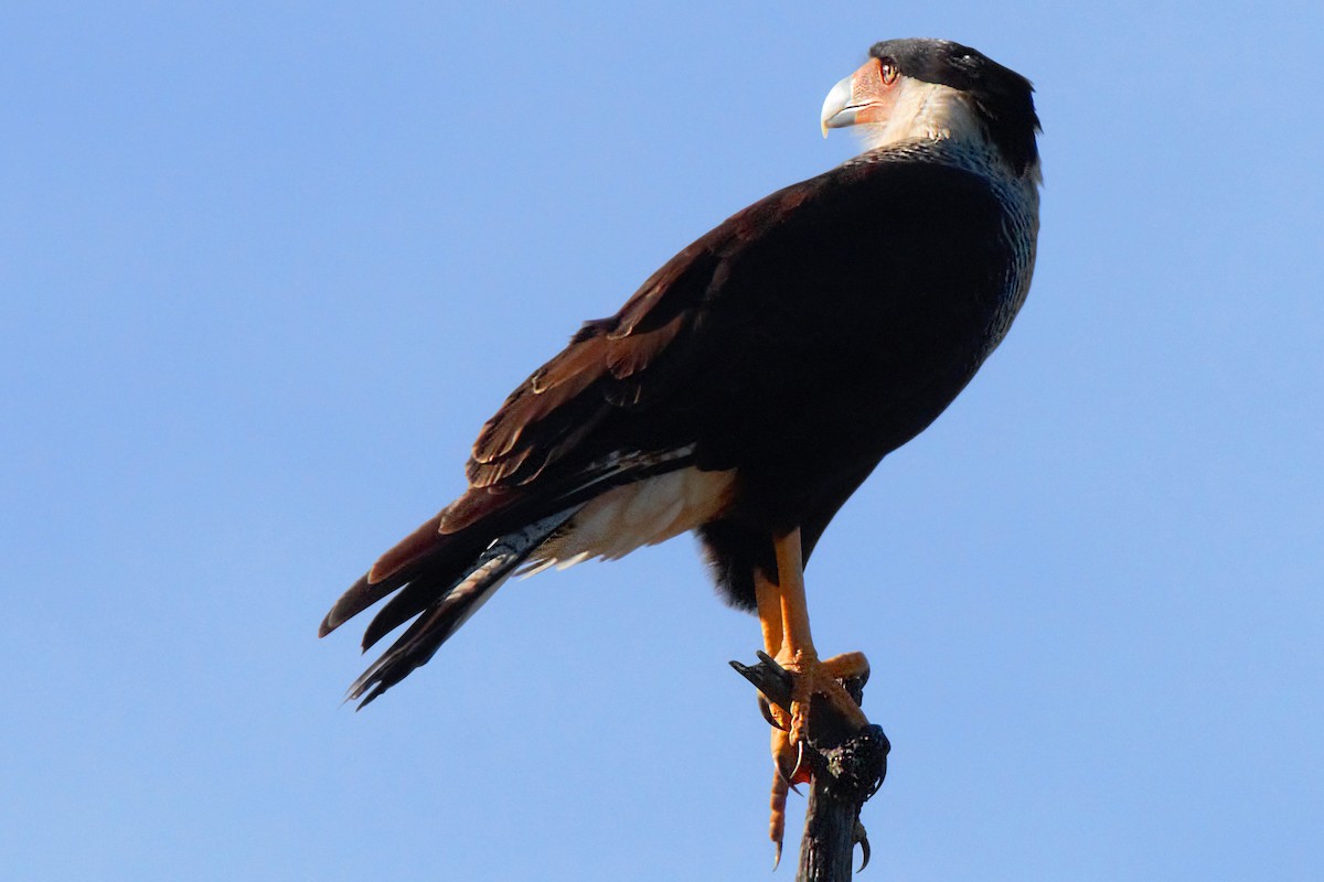 Crested Caracara (Northern) - Dale Bargmann