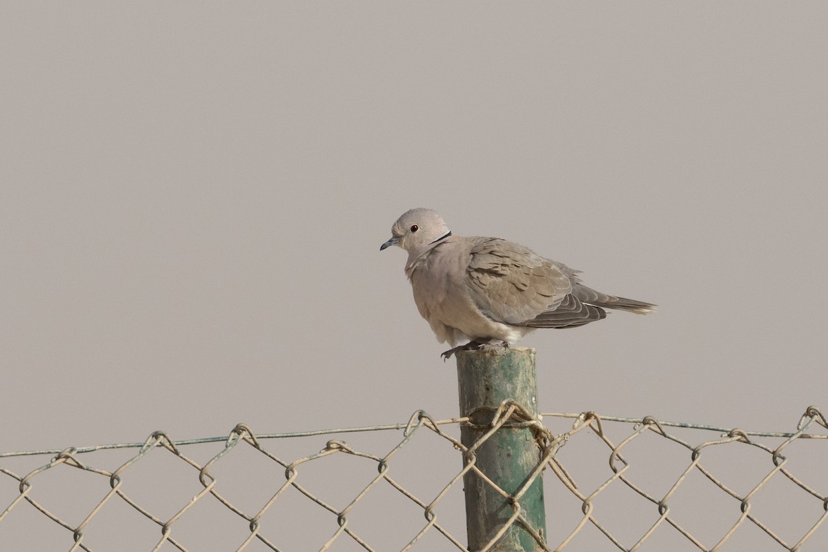 African Collared-Dove - ML24542811