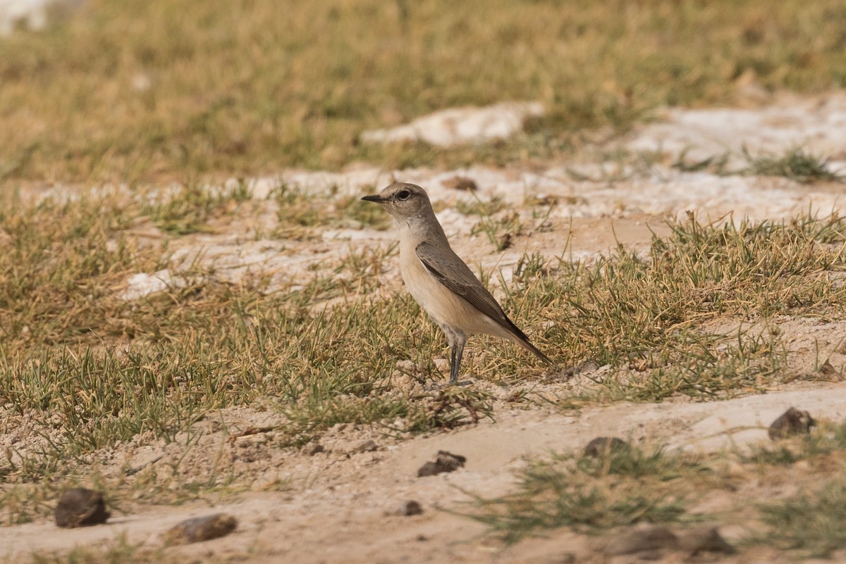 סלעית פרסית - ML24542871