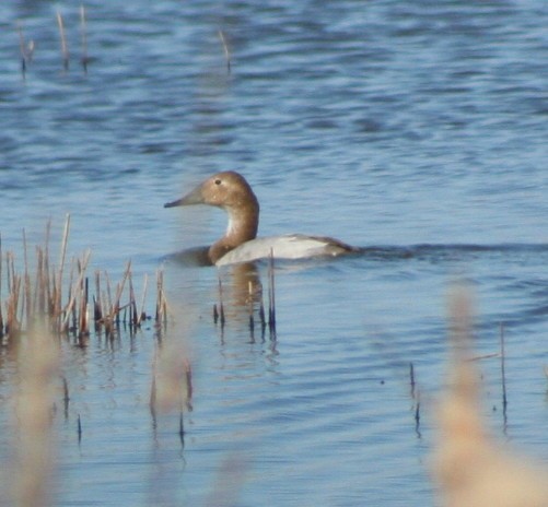 Canvasback - ML245428901