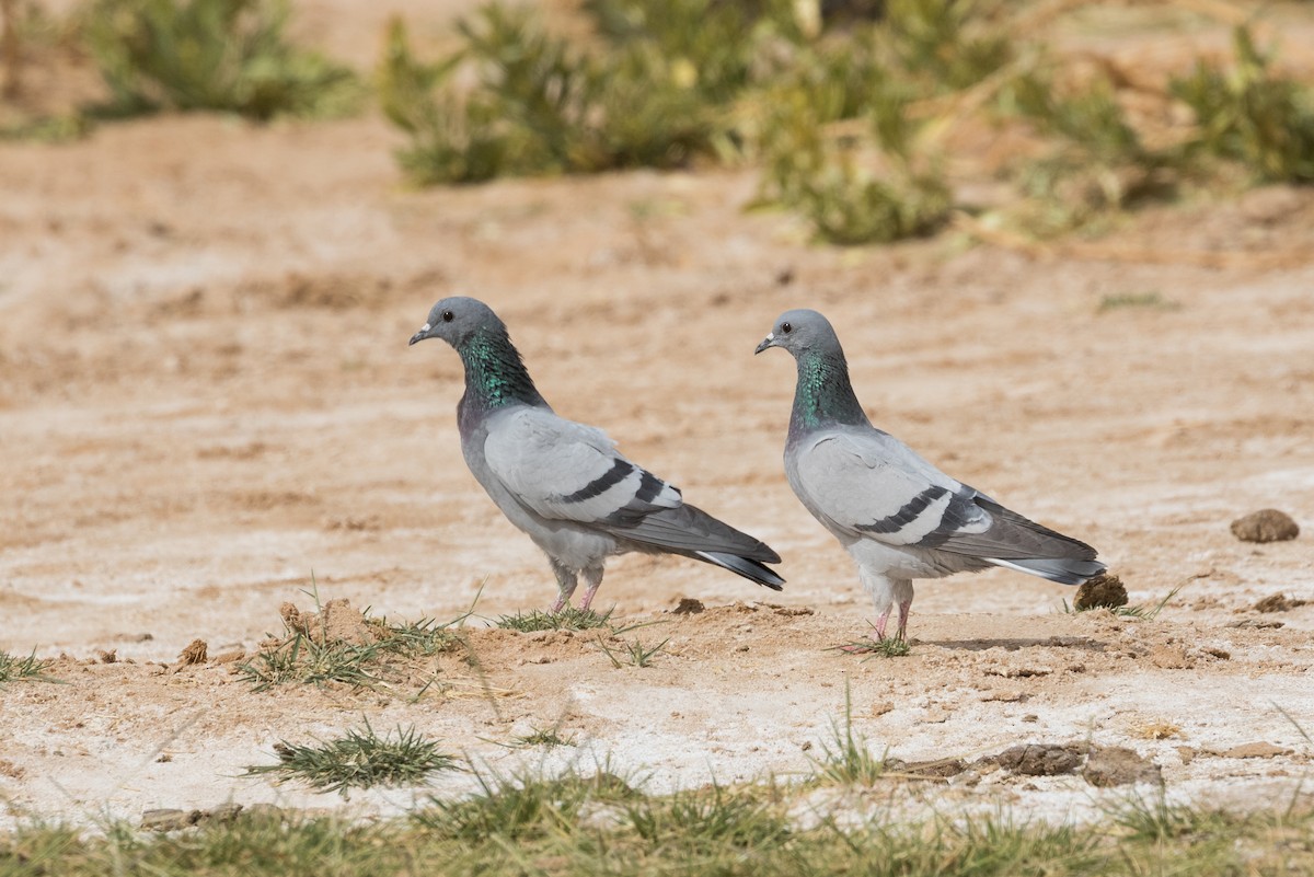 Rock Pigeon (Wild type) - ML24542891