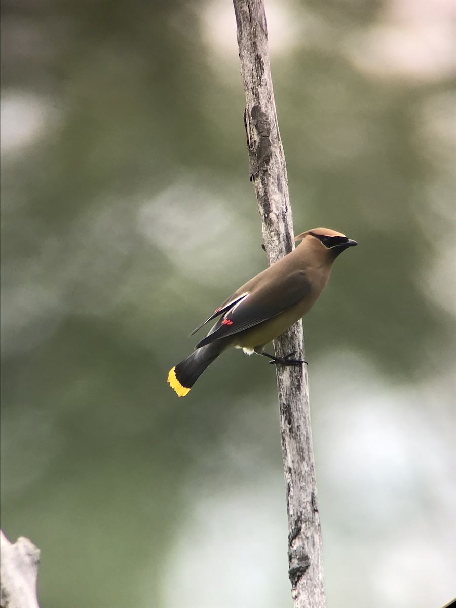 Cedar Waxwing - ML245429291