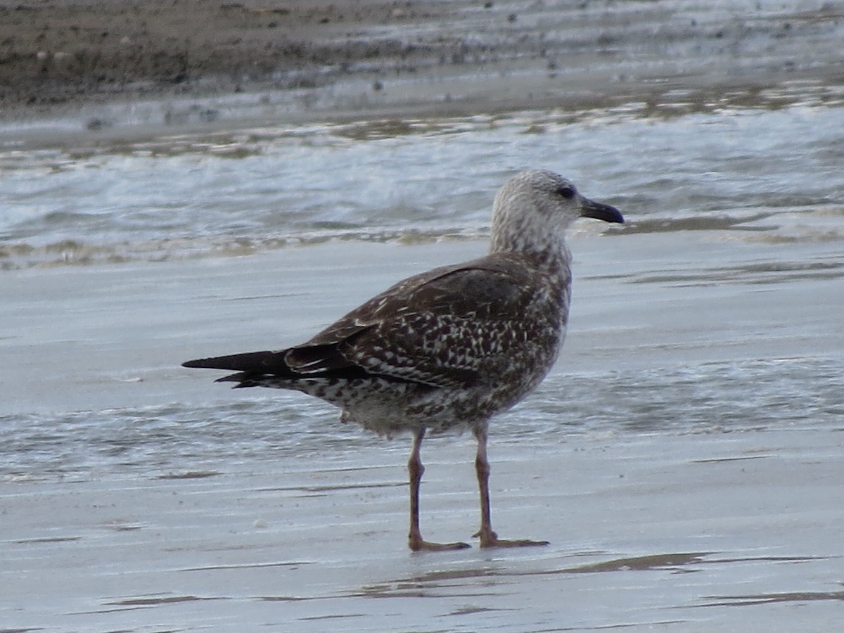 Lesser Black-backed Gull - ML24542981