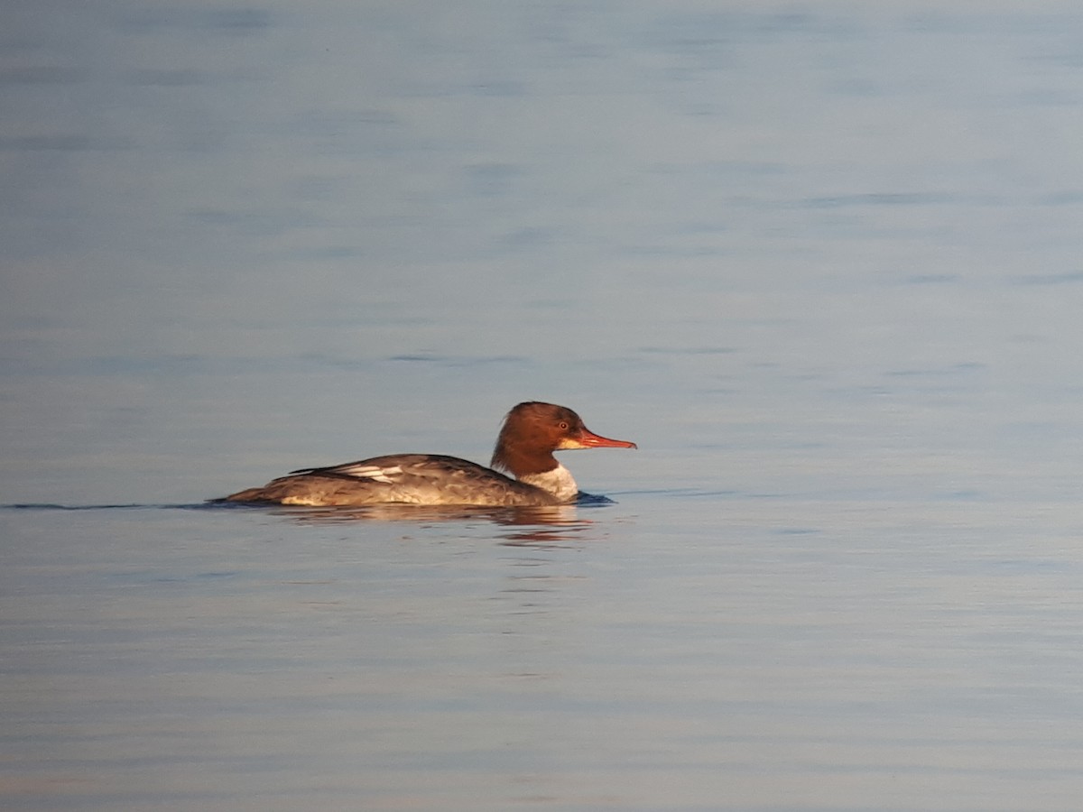 Common Merganser - ML245430191