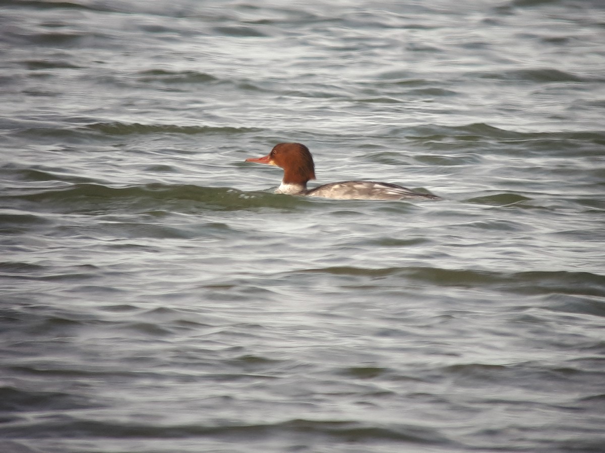 Common Merganser - ML245431751