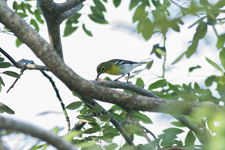 Yellow-throated Vireo - Aves de la Laguna