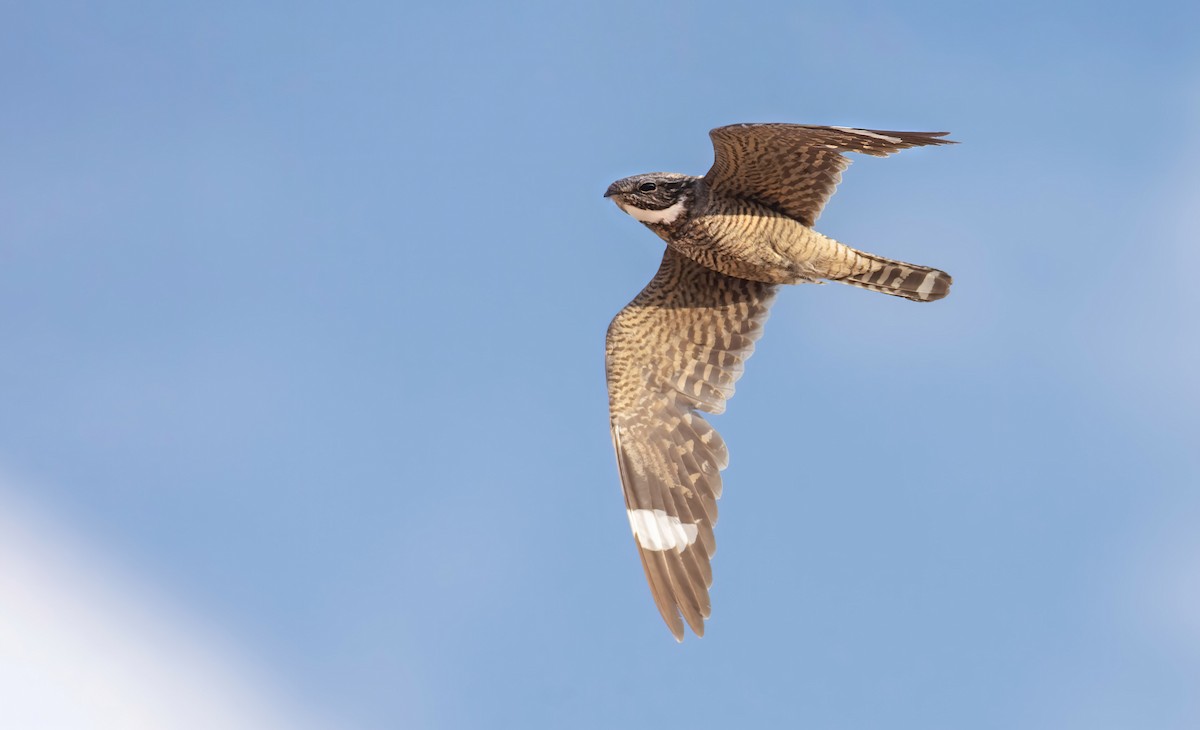 Lesser Nighthawk - Marky “Dark Arremon” Mutchler