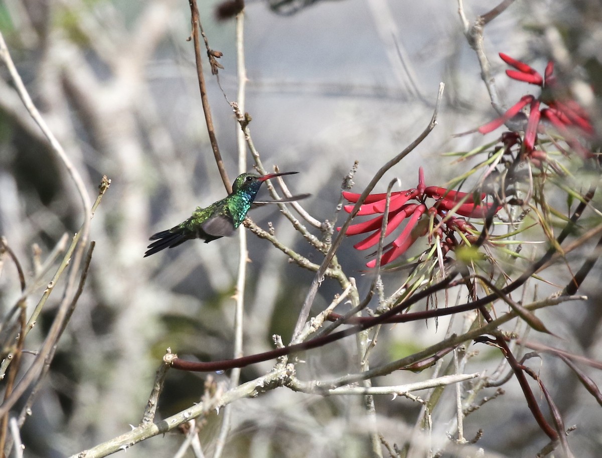 Colibrí Piquiancho Común - ML24543521