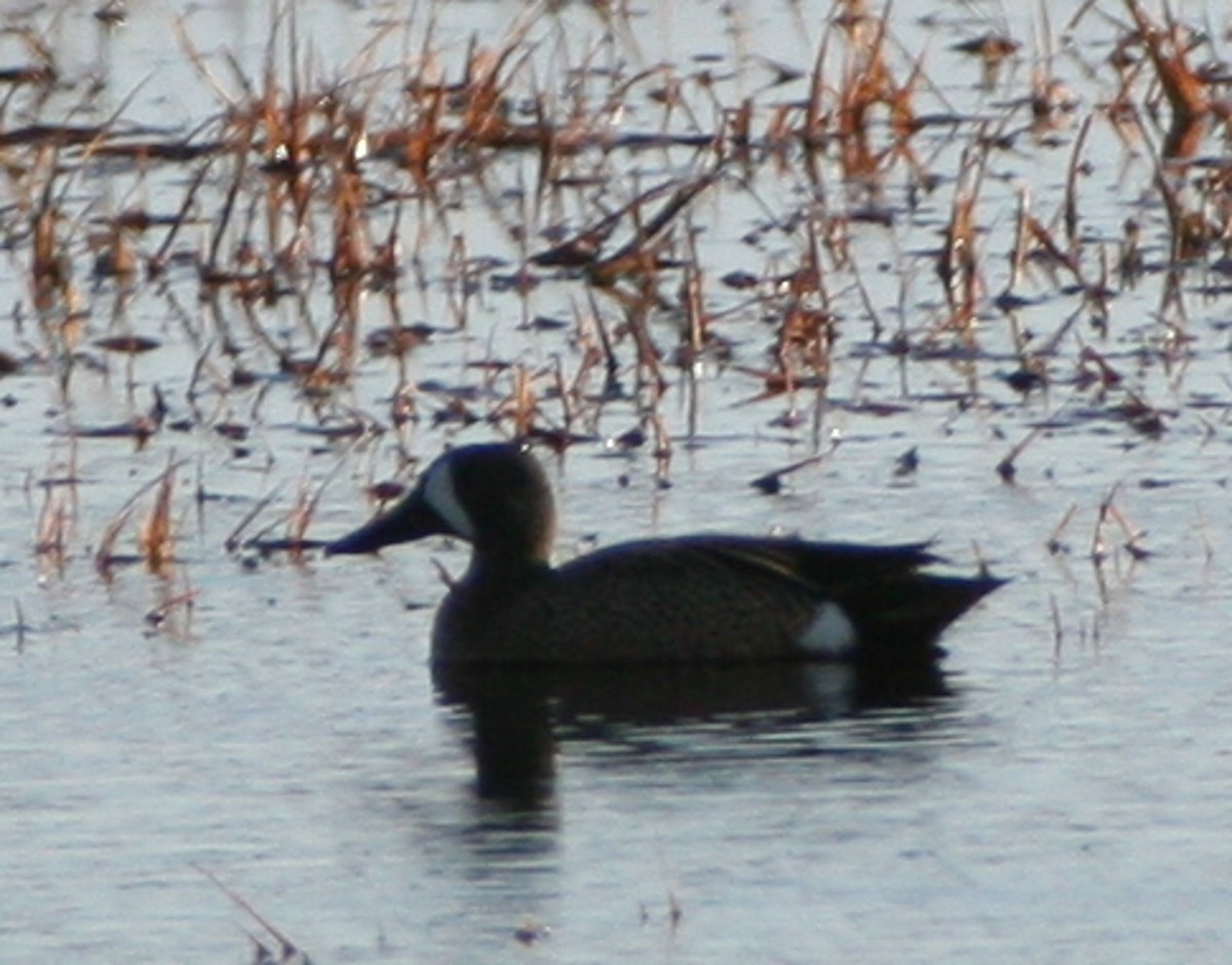 blåvingeand - ML245435351