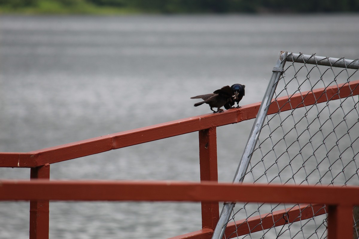 Common Grackle - ML245436391