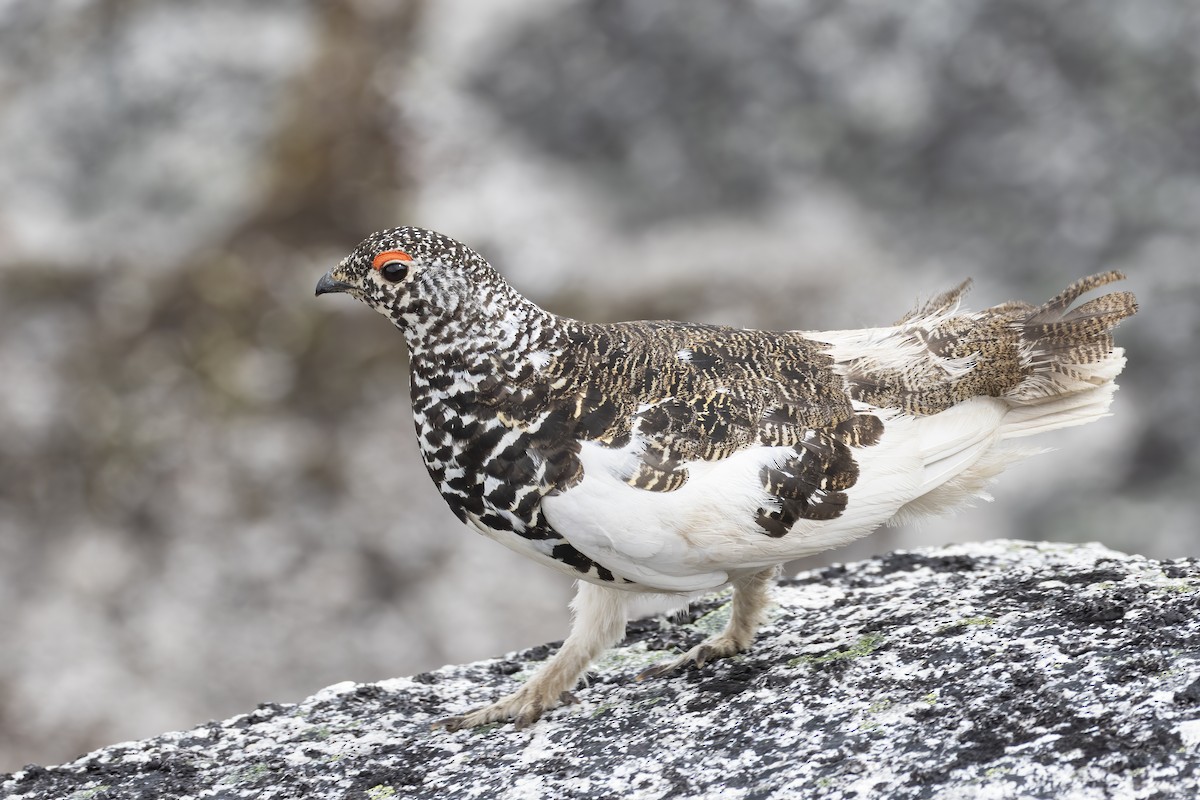 White-tailed Ptarmigan - ML245438891