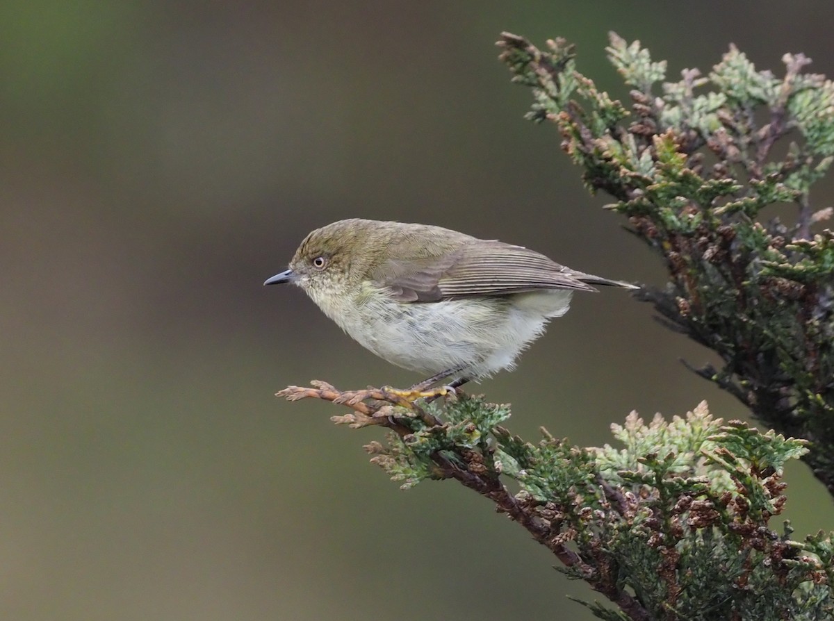 Papuan Thornbill - Stephan Lorenz / Rockjumper Birding Tours