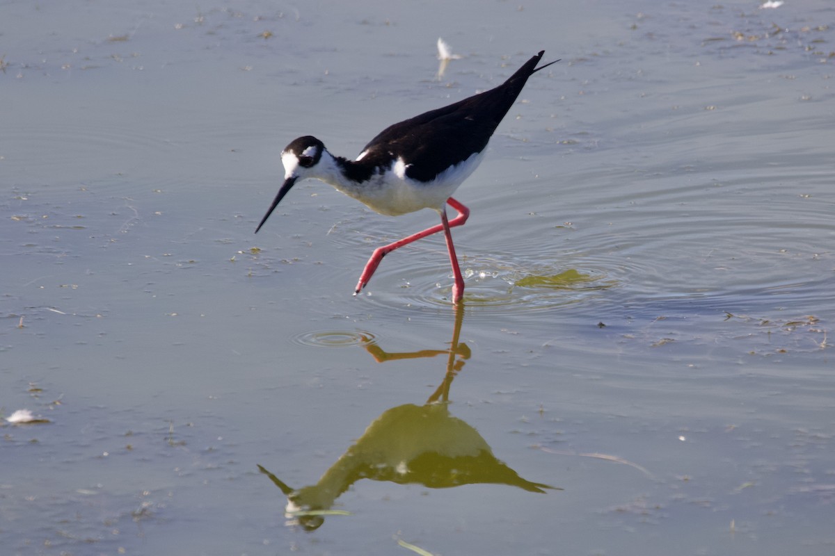 Black-necked Stilt - Scott Buchanan