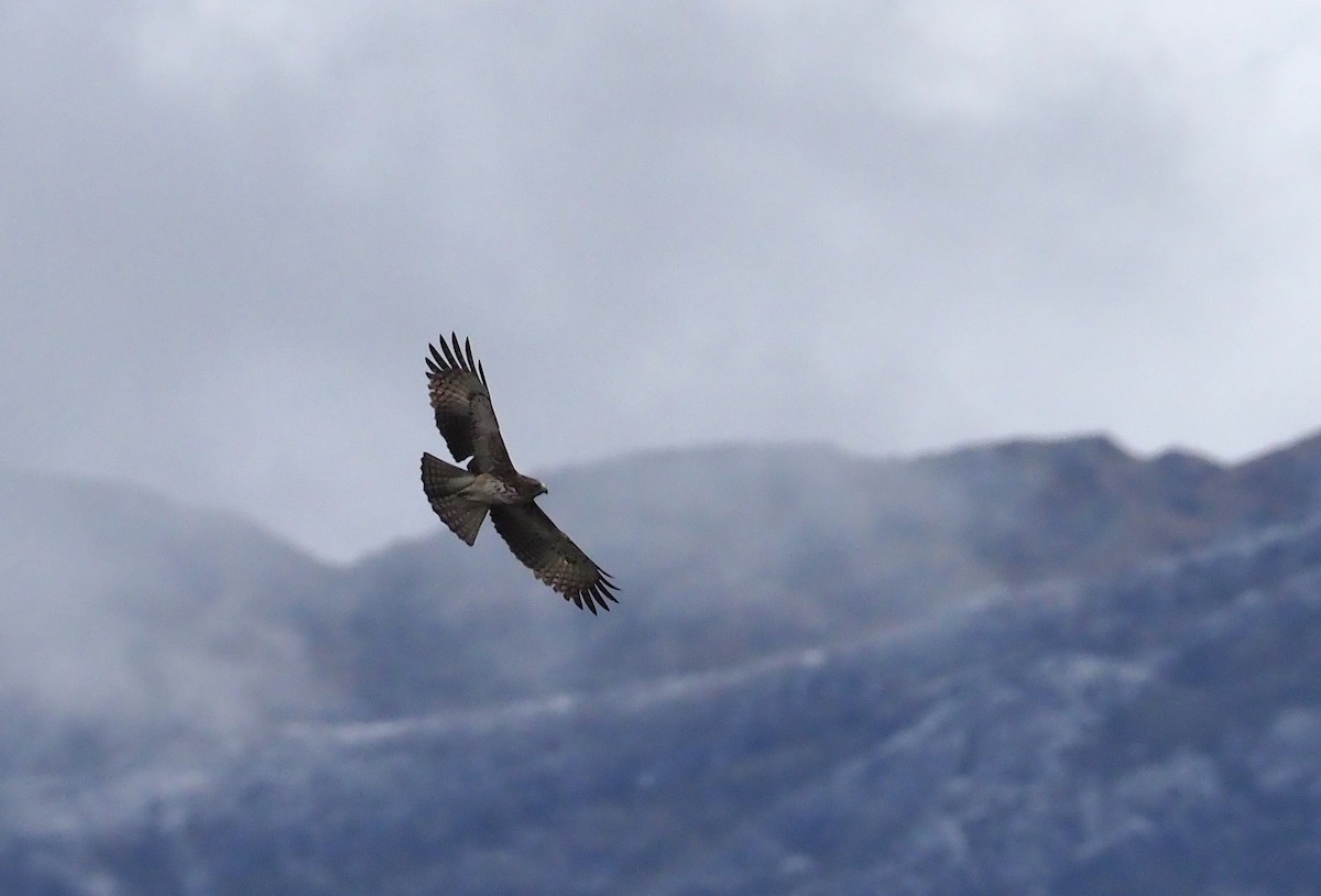 Pygmy Eagle - ML245439891