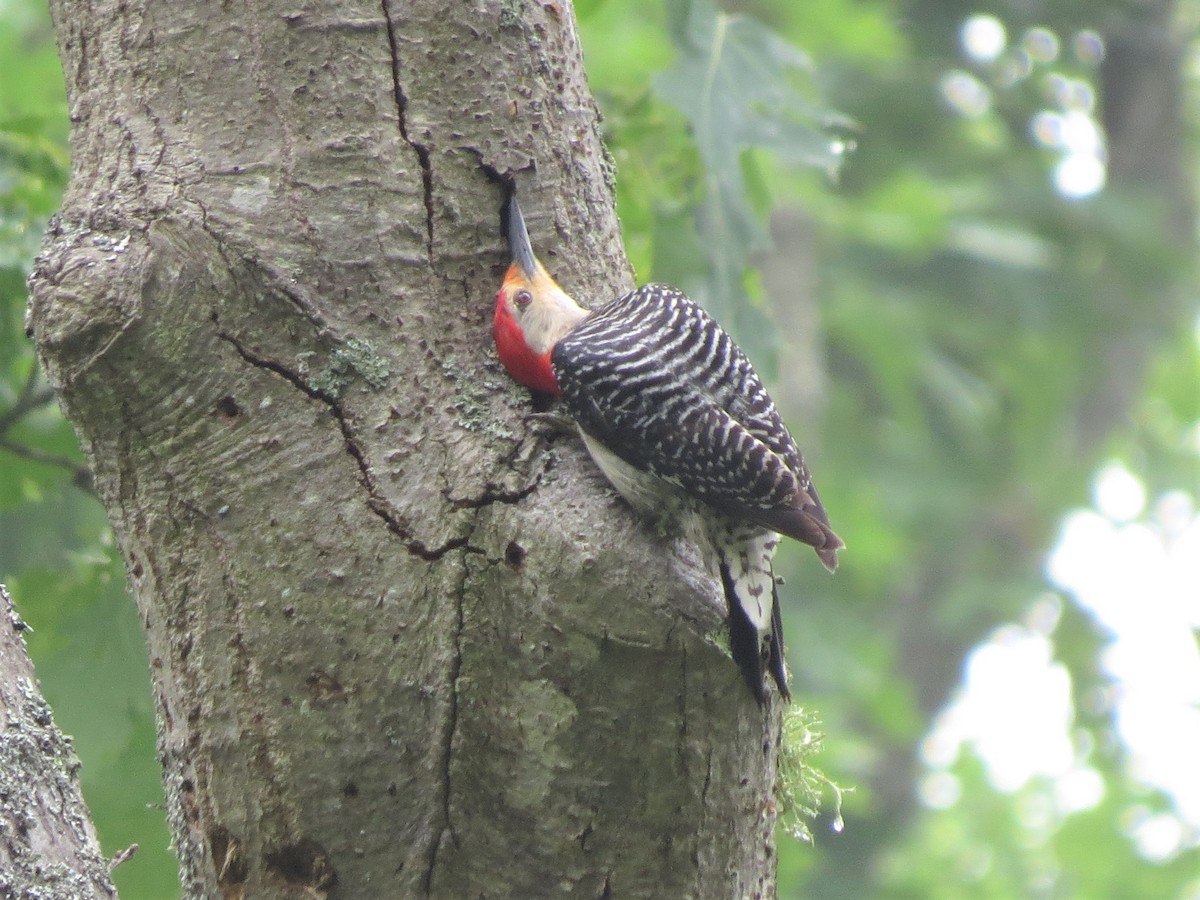 Red-bellied Woodpecker - ML245441461