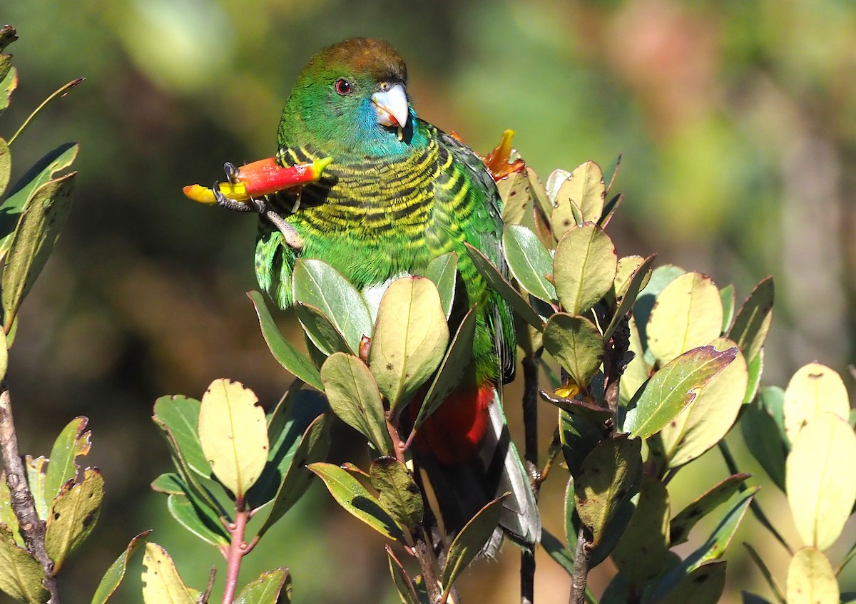 Painted Tiger-Parrot - Stephan Lorenz / Rockjumper Birding Tours