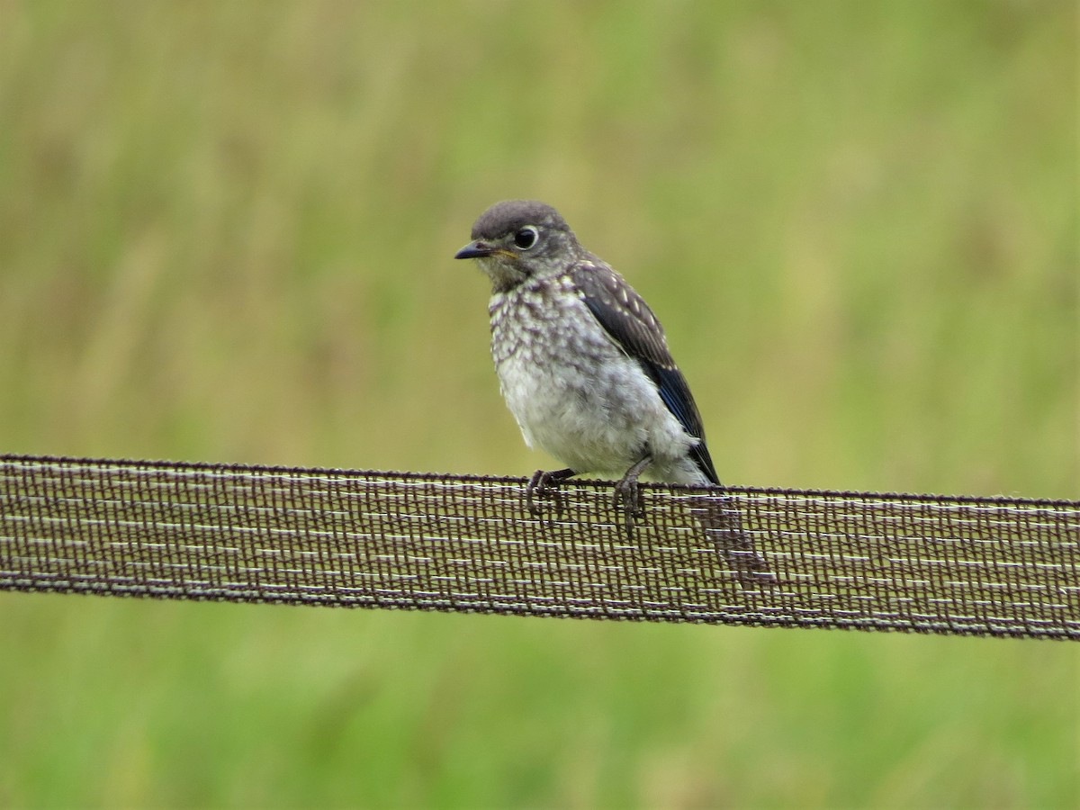 Eastern Bluebird - ML245441521