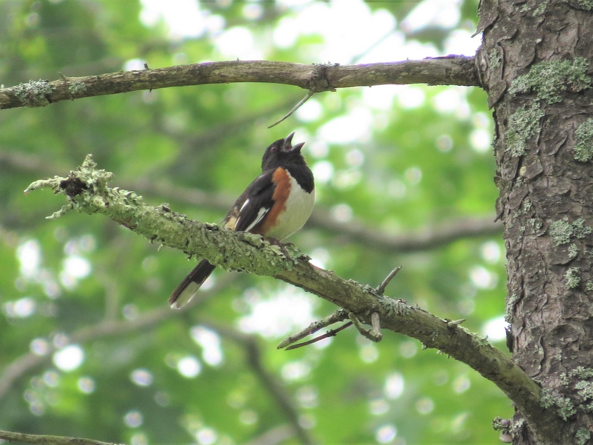 Eastern Towhee - ML245441651