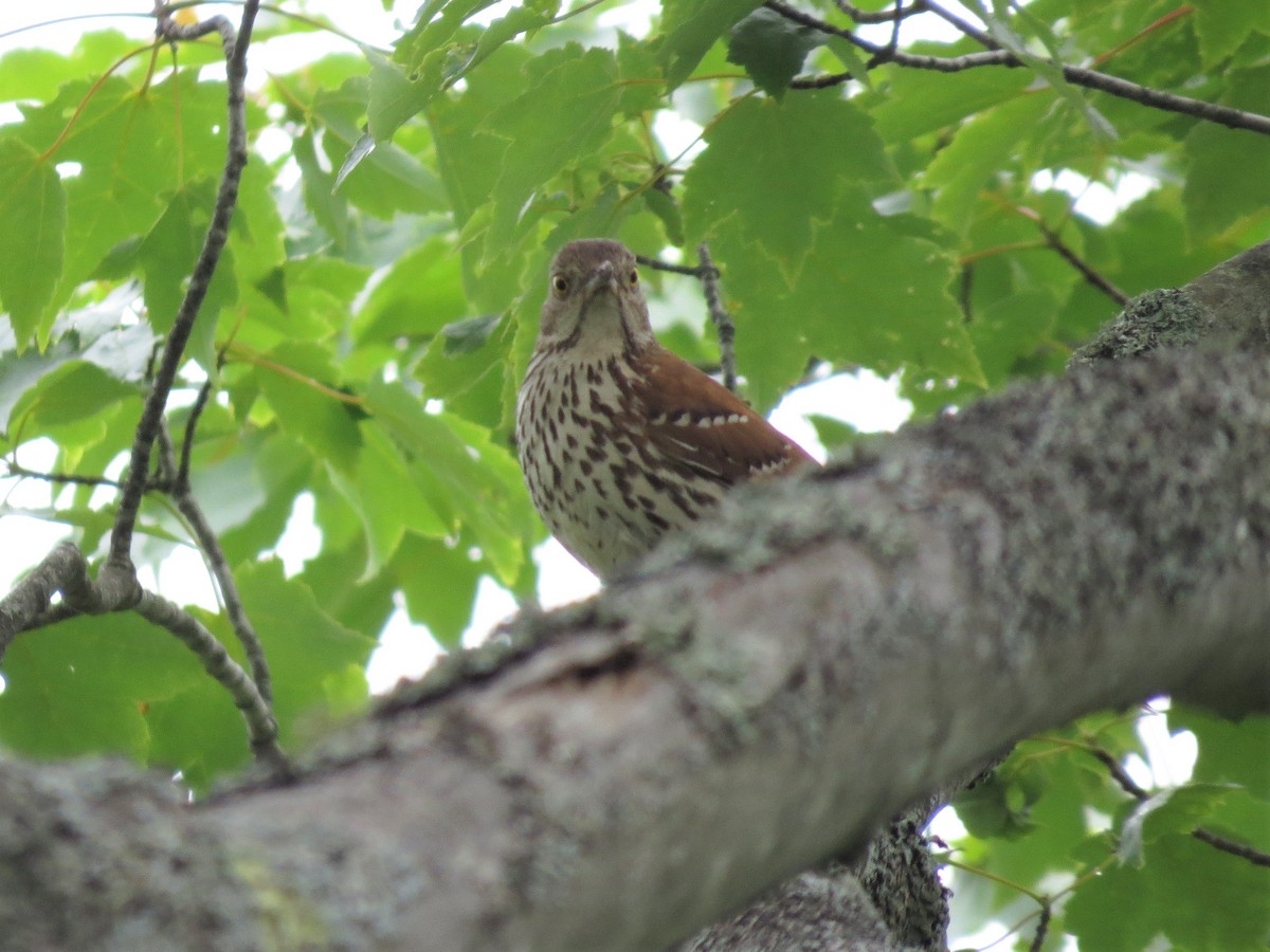 Brown Thrasher - ML245441681