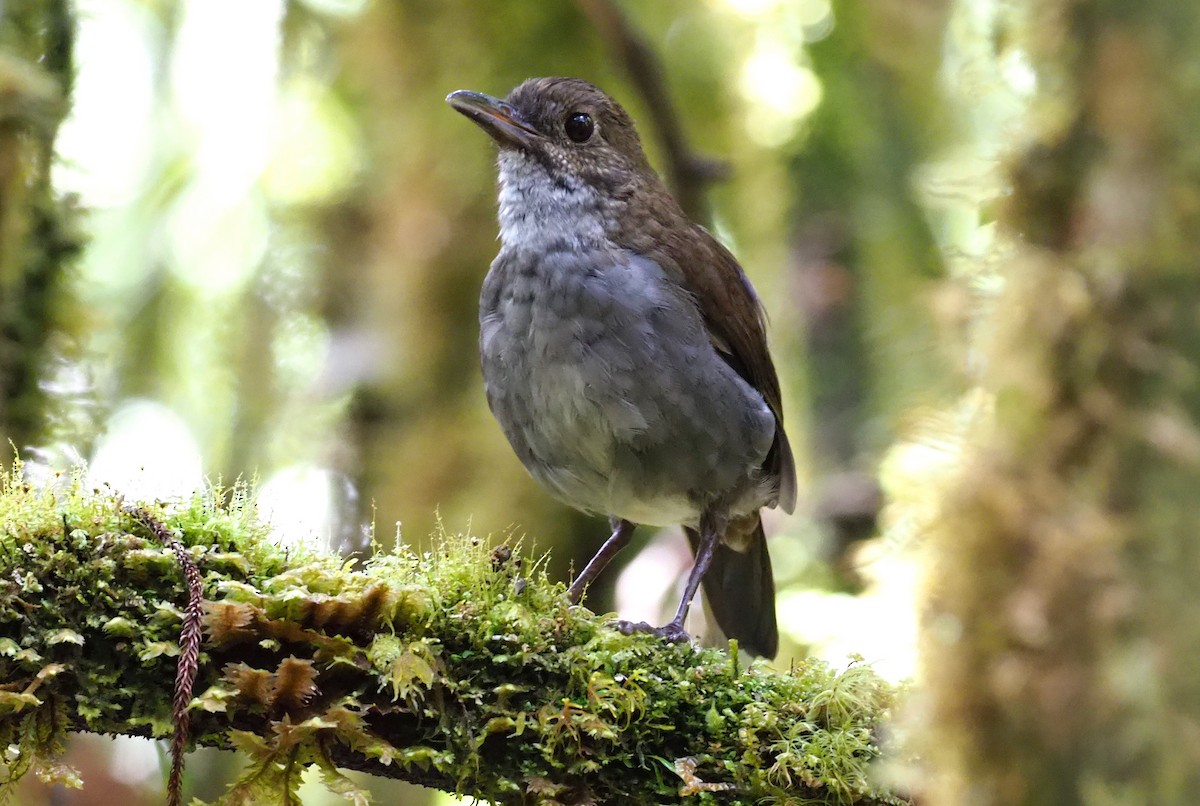 Greater Ground-Robin - ML245441771