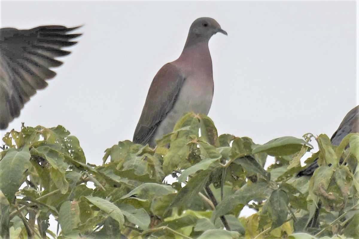 Pale-vented Pigeon - ML245441851