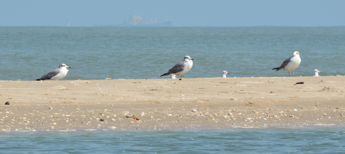 Pallas's Gull - ML245442601