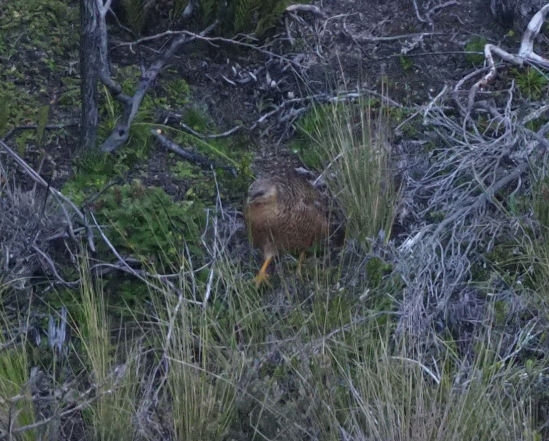 Snow Mountain Quail - ML245443051