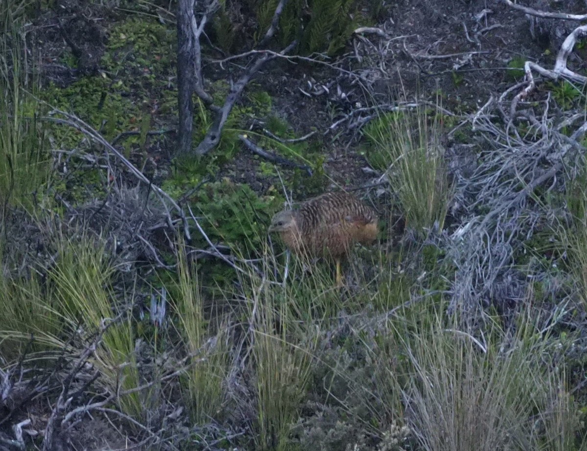 Snow Mountain Quail - ML245443141