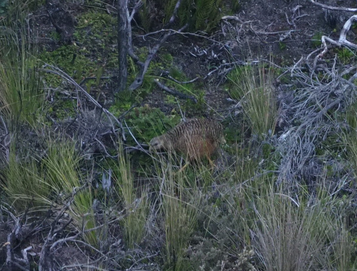 Snow Mountain Quail - ML245443191